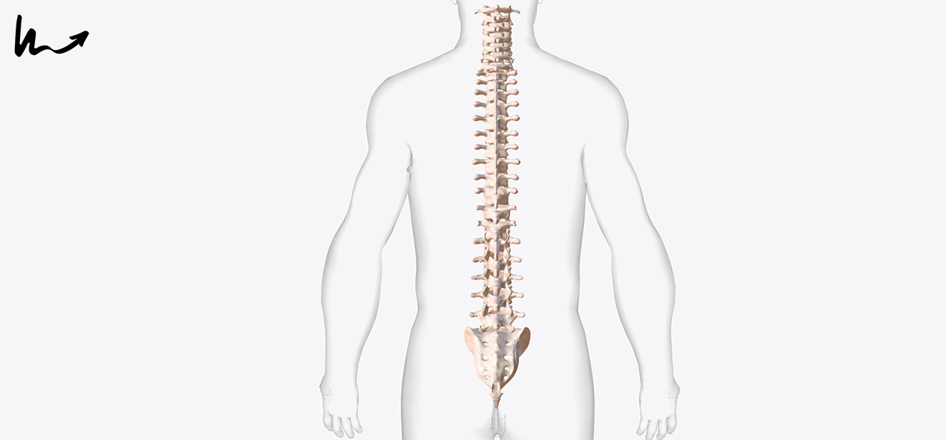 Illustration of a healthy human spine.